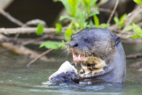 Giant otter (Pteronura brasiliensis) Pantanal Brazil