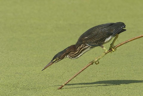 Green Heron (Butorides virescens), Florida, USA