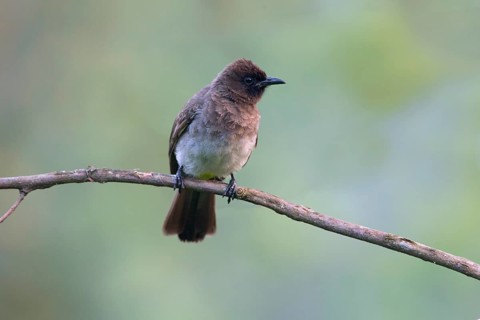 Dark-capped Bulbul (Pycnonotus tricolor) perched on a branch, Uganda