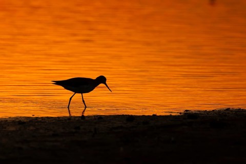 Common redshank (Tringa totanus) silhouette of an adult wading bird in a lagoon at sunset, Norfolk,