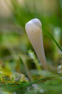 Clavaria Krieglsteineri, constricted mace, false-colored club, fungi, fungus, high size, vertical