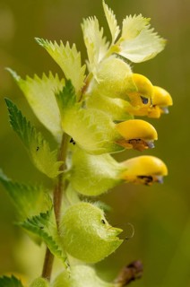 Brownwort, large rattlespot, rhinanthus angustifolius, scrophulariaceae, arrow-leaved rattle,