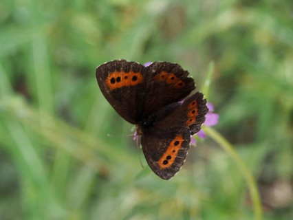 A butterfly with brown-orange wings, the White-banded Brown (Erebia ligea), on a flower, Goms,