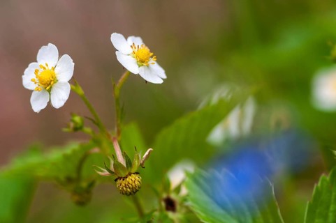 Alpine strawberry, European strawberry, fragaria vesca, strawberry, rosaceae, rose family, wild