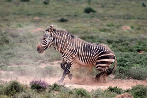 Cape Mountain Zebra (Equus zebra), adult, sand bath, Mountain Zebra National Park, Eastern Cape,