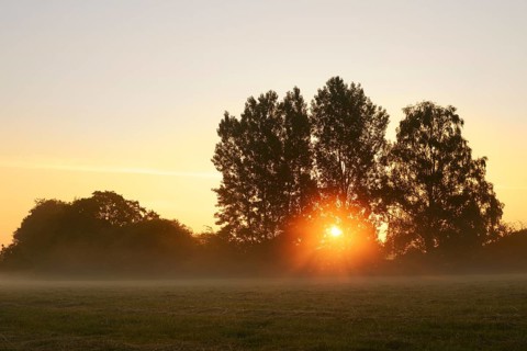 Deciduous trees and meadow at sunrise, North Rhine-Westphalia, Germany
