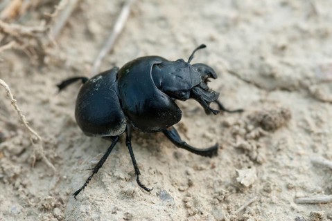 Lethrus apterus, vine trimmer, beetle, Bulgaria, insects, insects, beetles