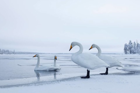 Whooper Swan (Cygnus cygnus) group, Finland