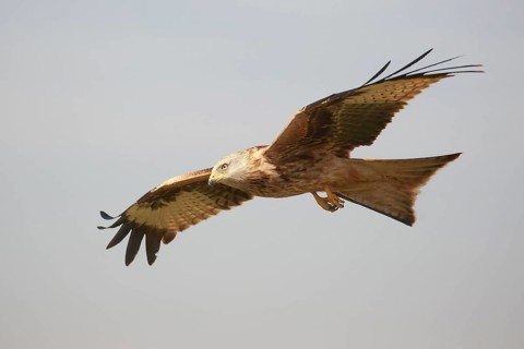 Red Kite (Milvus milvus) flying, Spain