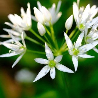 Wild garlic (Allium ursinum), order Asparagales, family Amaryllidaceae, subfamily Allioideae, tribe