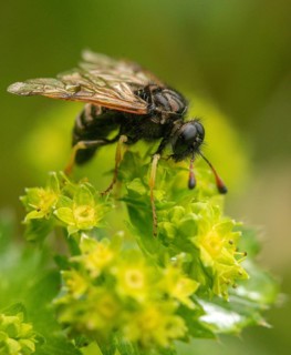Abia candens, field widow flowers clughorn leaf wasp, cimbicidae, hymenoptera, clubhorn leaf wasp,