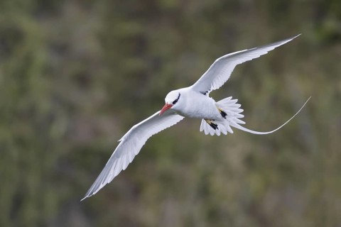 Red-billed Tropicbird (Phaethon aethereus) flying, Trinidad and Tobago