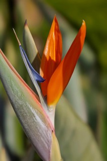 Bird-of-paradise flower (Strelitzia reginae), Cyprus