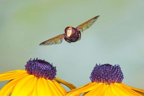 Hornet hoverfly (Volucella zonaria), large forest hoverfly, giant bumblebee hoverfly, commonly