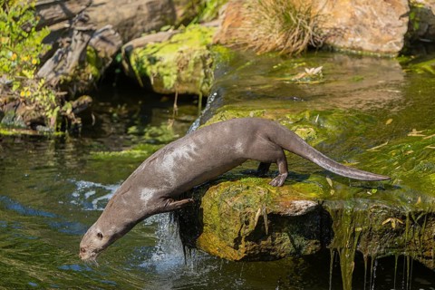 One giant otter or giant river otter (Pteronura brasiliensis) jumping down into the river from a