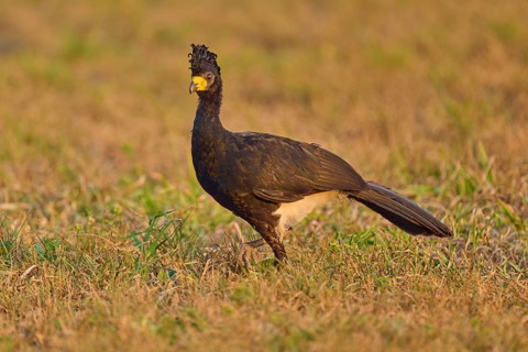 The bird with a feathered cap stands vigilantly in a spacious meadow, Bare-faced Hokko (Crax