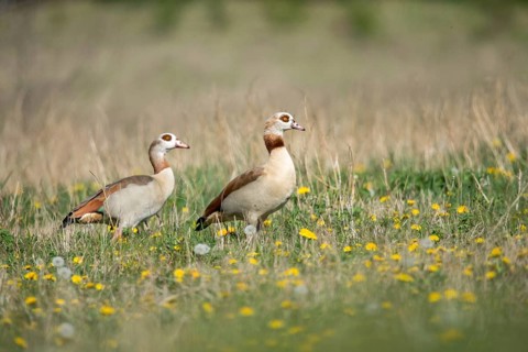 Alopoch aegyptiacus, Egyptian goose, Nile goose, Anatidae, birds, duckbirds, goose, geese, birds,
