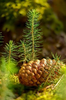 European spruce, common spruce, pine family, Norway spruce, picea abies, pinaceae, tree, trees,