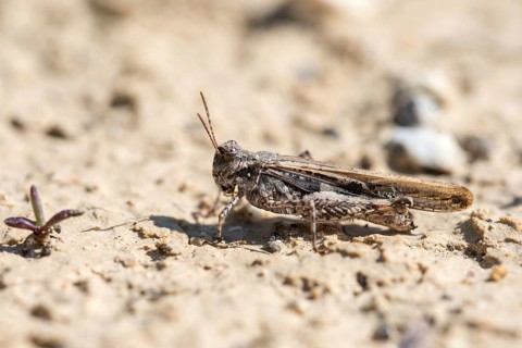 Acrotylus insubricus, caelifera, common digging grasshopper, granelli, grasshoppers, insubrian