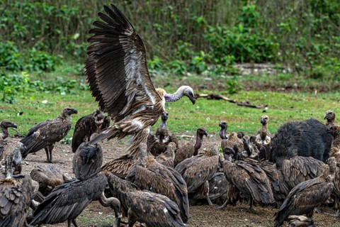 Vultures, slender-billed vulture (Gyps tenuirostris) and Bengal vulture (Gyps bengalensis),