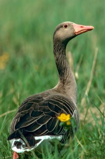 Anser Anser, Greylag or Graylag Goose, Grelag Goose, Anatidae, Birds, Duckbirds, Goose, Geese, High