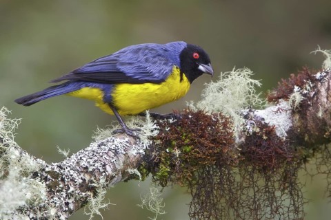 Hooded Mountain-Tanager (Buthraupis montana) perched on a branch in Ecuador, South America