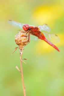 Scarlet Dragonfly (Crocothemis erythraea), male, North Rhine-Westphalia, Germany
