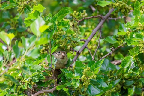 A fully grown ground squirrel (Spermophilus citellus) climbs a black mulberry tree (Morus nigra) (a