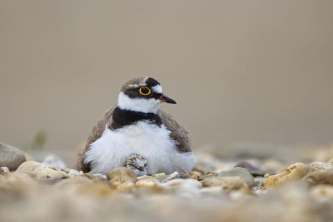 Little Ringed Plover (Charadrius dubius) with chick, North Rhine-Westphalia, Germany