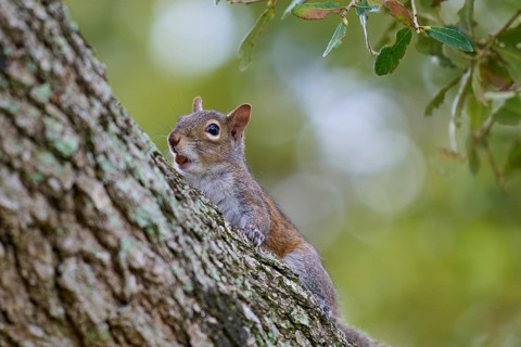 Grey Squirrel (Sciurus carolinensis), climbing on tree, springtime, Florida, USA