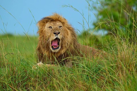 A lion with its mouth wide open, sitting in the grass during a safari, lion (Panthera leo), Masai