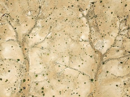 Dry stream courses and desert plants in the Kalahari Desert. Aerial view. Drone shot. Namibia