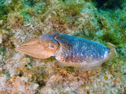 A common cuttlefish (Sepia officinalis) clings to the seabed, perfectly camouflaged, at the El