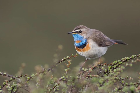Bluethroat - Blaukehlchen - Cyanecula svecica ssp. saturatior, Kyrgyzstan, adult male