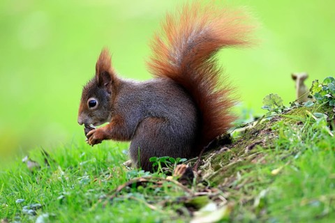 Squirrel (Sciurus vulgaris), adult, in a meadow, eating, with food, walnut, Mannheim, Germany