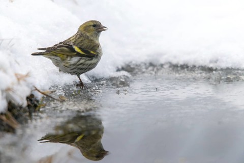 Carduelis spinus, siskin, spinus spinus, siskin, bath, bathe, bird bath, birds, female, mirror,