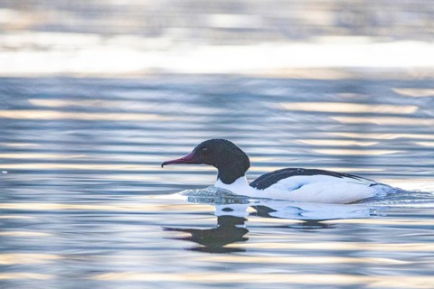 Goosander (Mergus merganser) ml Germany