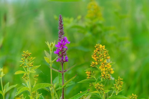 Bloodwillow, common willow, common willow, lysimachia vulgaris, lythraceae, lythrum salicaria,