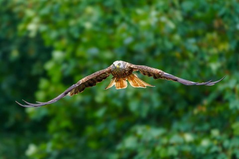 Red Kite (Milvus milvus), wildlife, Germany, a bird of prey with outstretched wings in flight