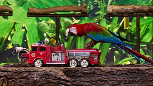 A colourful parrot inspects a red toy fire engine in a tropical environment, Parrot