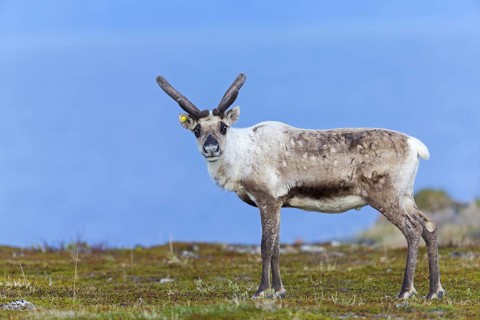 Reindeer, Ren, (Rangifer tarandus), Animals, Mammals, Deer family, Varanger, Finnmark, Norway