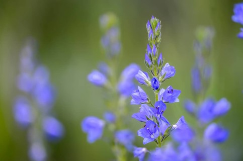 Creeping Speedwell, Honorary Prize, Hungarian Speedwell, Plantaginaceae, Veronica Teucrium,