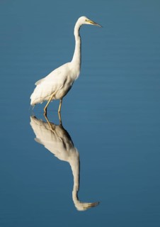 Great White Egret (Ardea alba) foraging in the shallow water zone of a lake, blue water, Lower