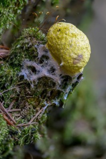 Dog vomit slime mould, eumycetozoa, fuligo septica, yellow salmon, witch butter, mycetozoa, slime