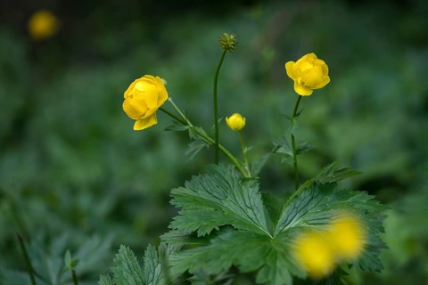 Budabin seed, buttercup, butter ball, butterrose, globe flower, goldhead, buttercup, ball