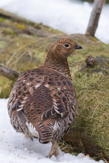 Black grouse, blackcock, Eurasian black grouse, pheasant species, Lyrurus tetrix, northern black