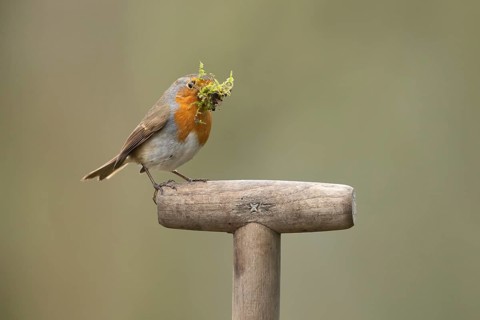 European robin (Erithacus rubecula) adult garden bird with nest material in its beak on a fork