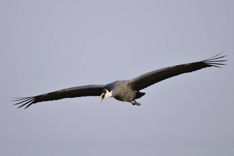 Hooded Crane (Grus monacha) flying, Arasaki, Japan