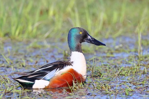 Shoveler (Spatula clypeata) in a wet meadow, spring, wildlife, bird, dabbling duck, Hüde,