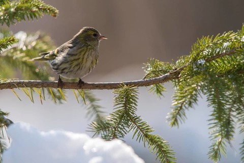 Carduelis spinus, siskin, spinus spinus, siskin, birds, female, passeri, snow, songbirds,